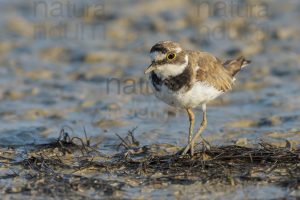 Foto di Corriere piccolo (Charadrius dubius)