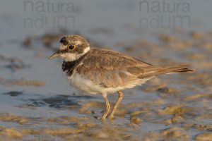 Photos of Little Ringed Plover (Charadrius dubius)