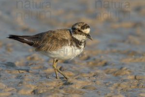 Foto di Corriere piccolo (Charadrius dubius)
