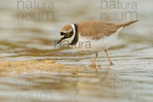 Photos of Little Ringed Plover (Charadrius dubius)