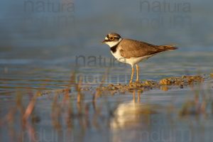 Foto di Corriere piccolo (Charadrius dubius)