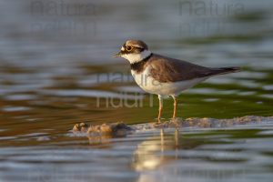 Foto di Corriere piccolo (Charadrius dubius)