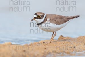 Photos of Little Ringed Plover (Charadrius dubius)