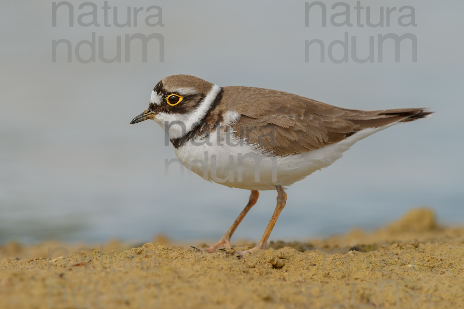 Foto di Corriere piccolo (Charadrius dubius)