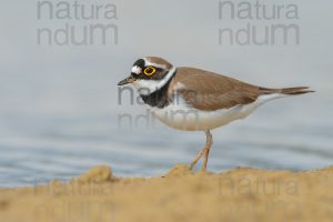 Photos of Little Ringed Plover (Charadrius dubius)