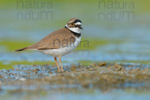 Photos of Little Ringed Plover (Charadrius dubius)