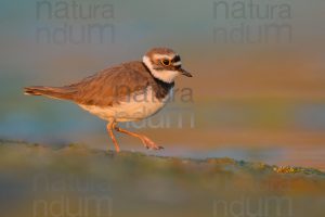 Foto di Corriere piccolo (Charadrius dubius)