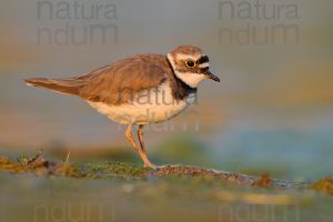 Foto di Corriere piccolo (Charadrius dubius)