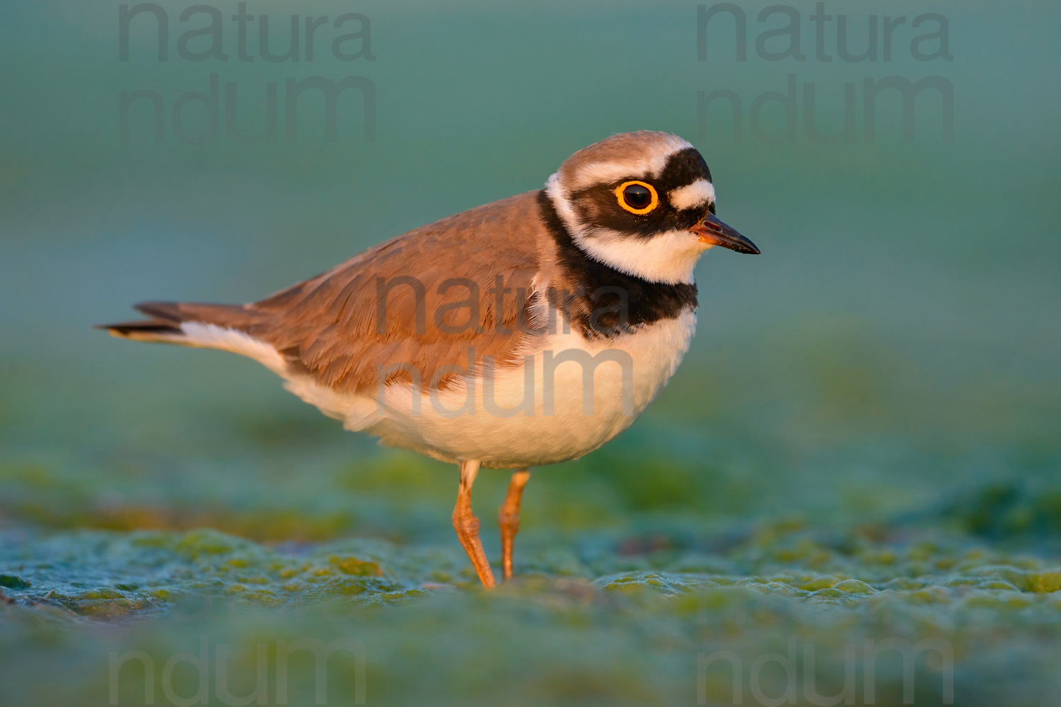 Foto di Corriere piccolo (Charadrius dubius)