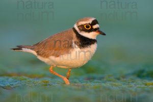 Photos of Little Ringed Plover (Charadrius dubius)