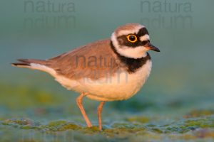 Foto di Corriere piccolo (Charadrius dubius)