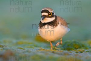 Foto di Corriere piccolo (Charadrius dubius)