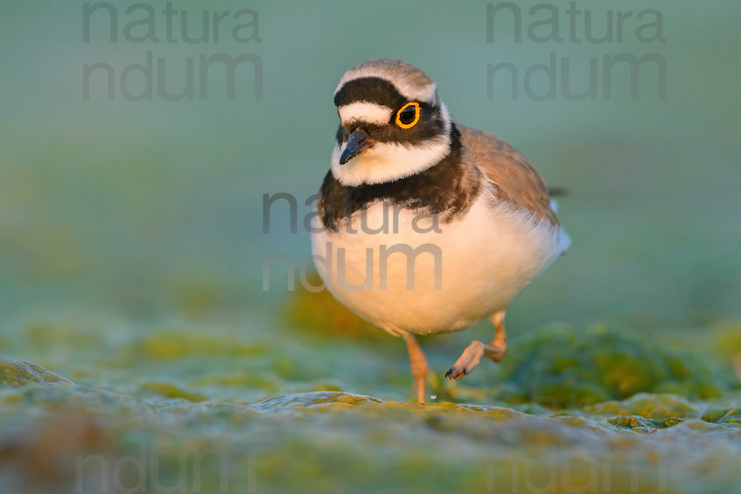 Photos of Little Ringed Plover (Charadrius dubius)