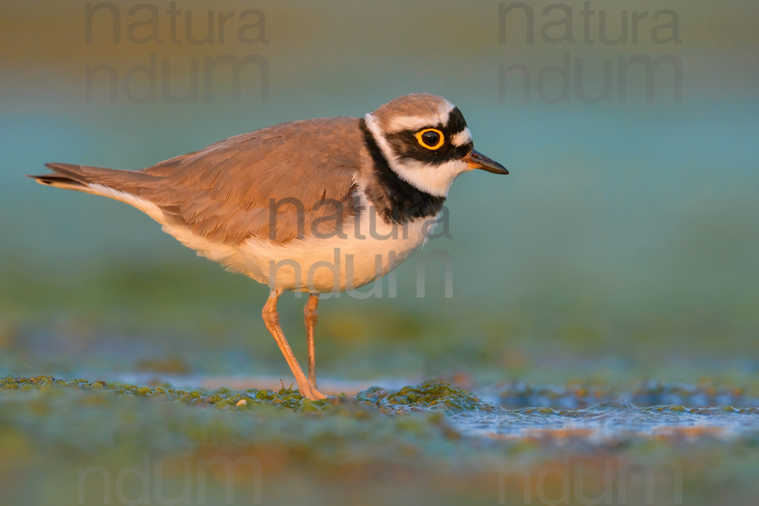 Foto di Corriere piccolo (Charadrius dubius)