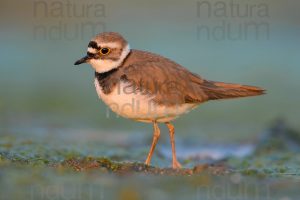 Foto di Corriere piccolo (Charadrius dubius)