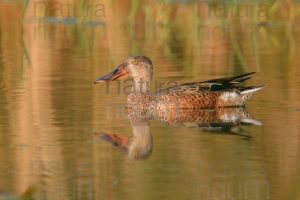 Photos of Northern Shoveler (Spatula clypeata)