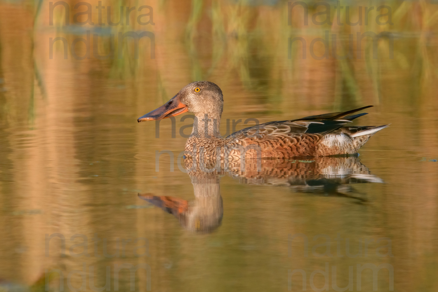 Foto di Mestolone (Spatula clypeata)