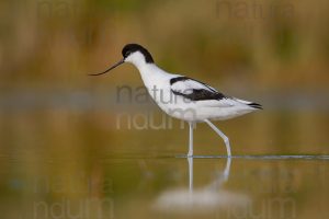 Foto di Avocetta (Recurvirostra avosetta)