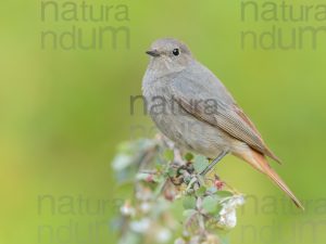 Foto di Codirosso spazzacamino (Phoenicurus ochruros)