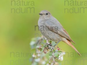 Photos of Black Redstart (Phoenicurus ochruros)