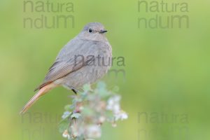 Foto di Codirosso spazzacamino (Phoenicurus ochruros)