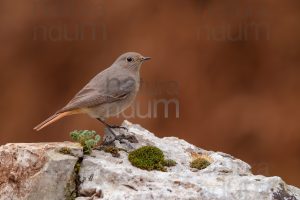 Foto di Codirosso spazzacamino (Phoenicurus ochruros)