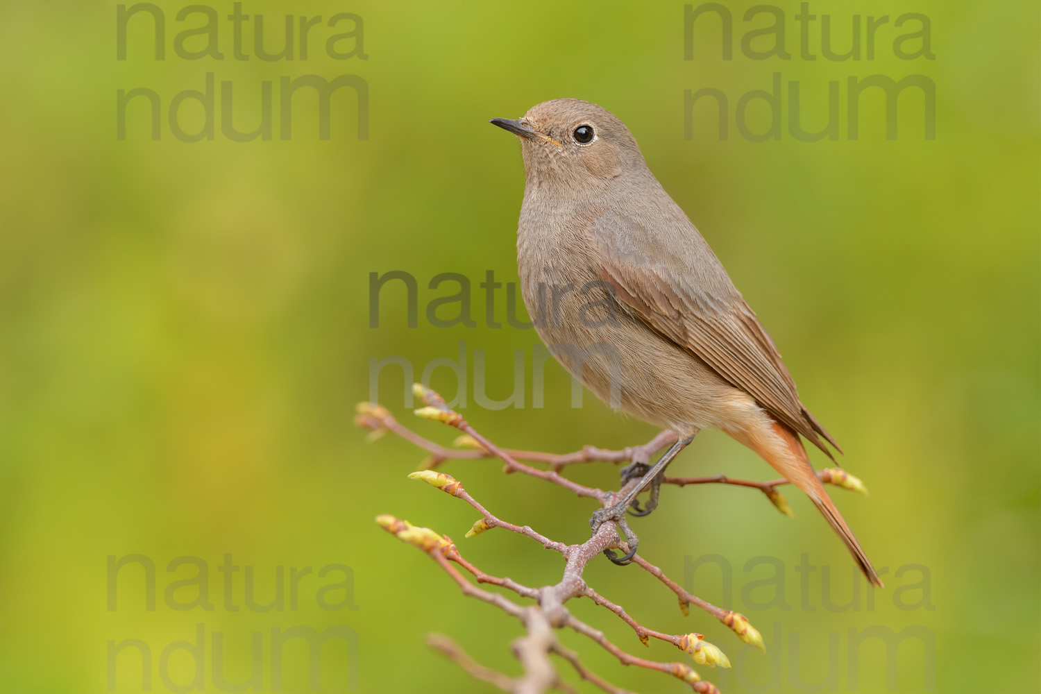 Photos of Black Redstart (Phoenicurus ochruros)