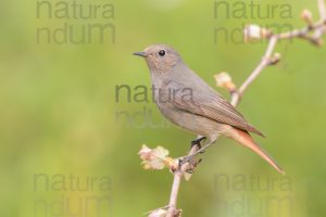 Foto di Codirosso spazzacamino (Phoenicurus ochruros)