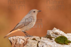 Foto di Codirosso spazzacamino (Phoenicurus ochruros)