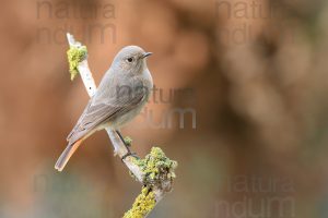 Foto di Codirosso spazzacamino (Phoenicurus ochruros)