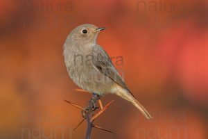 Foto di Codirosso spazzacamino (Phoenicurus ochruros)
