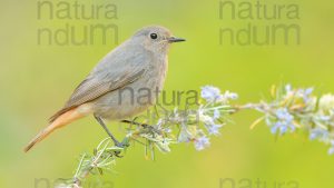 Photos of Black Redstart (Phoenicurus ochruros)