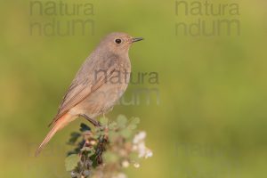 Foto di Codirosso spazzacamino (Phoenicurus ochruros)