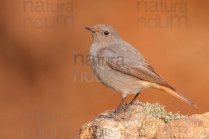 Foto di Codirosso spazzacamino (Phoenicurus ochruros)