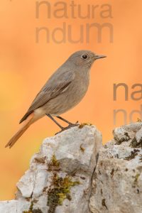 Foto di Codirosso spazzacamino (Phoenicurus ochruros)