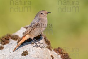 Foto di Codirosso spazzacamino (Phoenicurus ochruros)