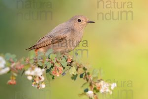 Photos of Black Redstart (Phoenicurus ochruros)