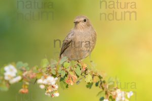 Photos of Black Redstart (Phoenicurus ochruros)