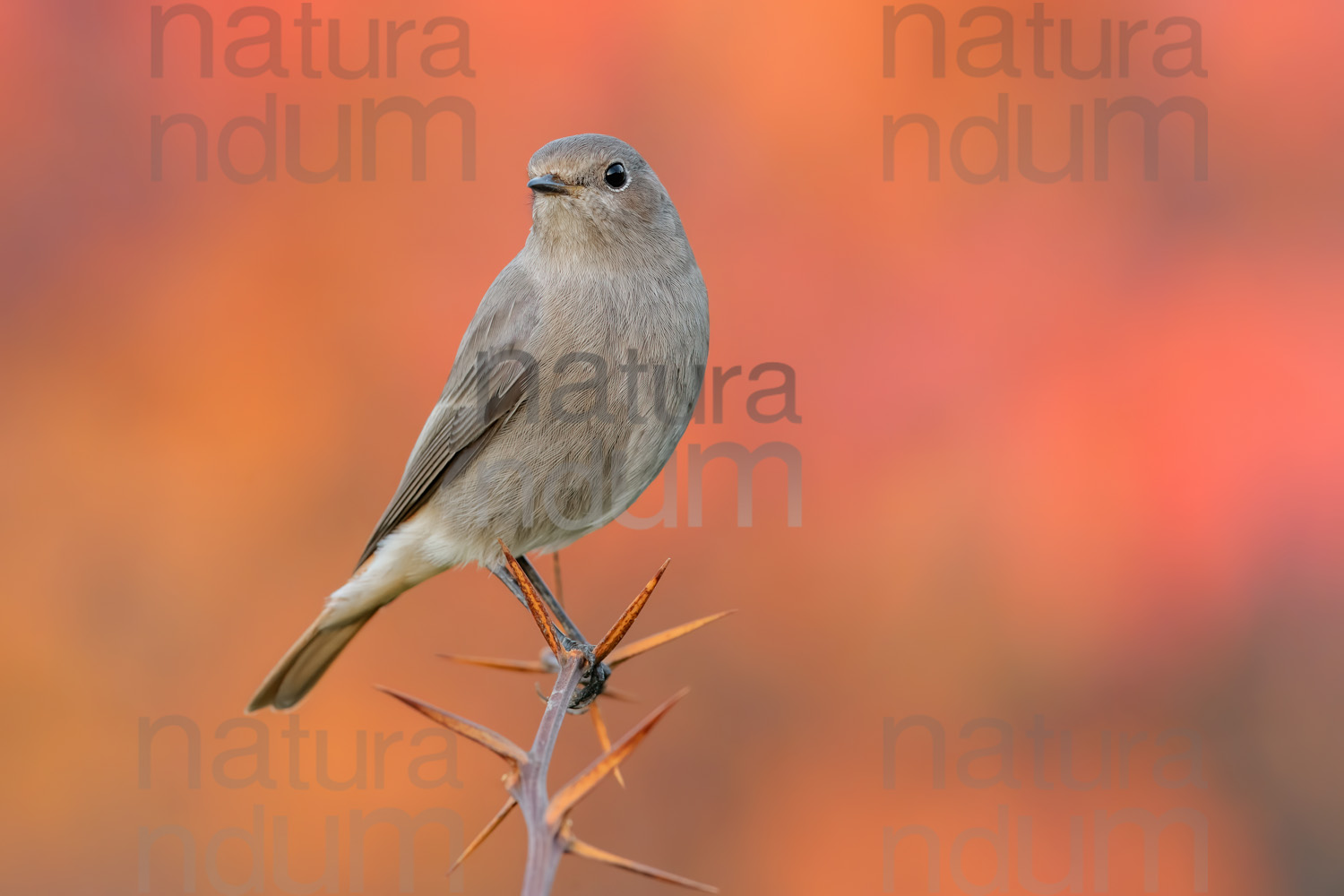 Foto di Codirosso spazzacamino (Phoenicurus ochruros)