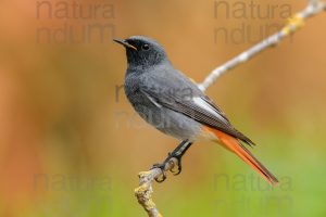 Photos of Black Redstart (Phoenicurus ochruros)