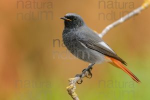 Foto di Codirosso spazzacamino (Phoenicurus ochruros)