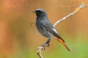 Foto di Codirosso spazzacamino (Phoenicurus ochruros)