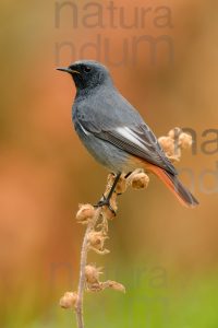 Foto di Codirosso spazzacamino (Phoenicurus ochruros)