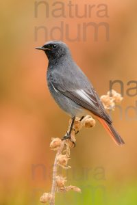 Photos of Black Redstart (Phoenicurus ochruros)