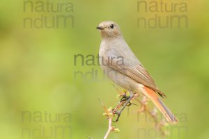 Photos of Black Redstart (Phoenicurus ochruros)