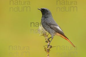 Foto di Codirosso spazzacamino (Phoenicurus ochruros)