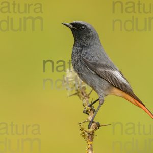 Photos of Black Redstart (Phoenicurus ochruros)