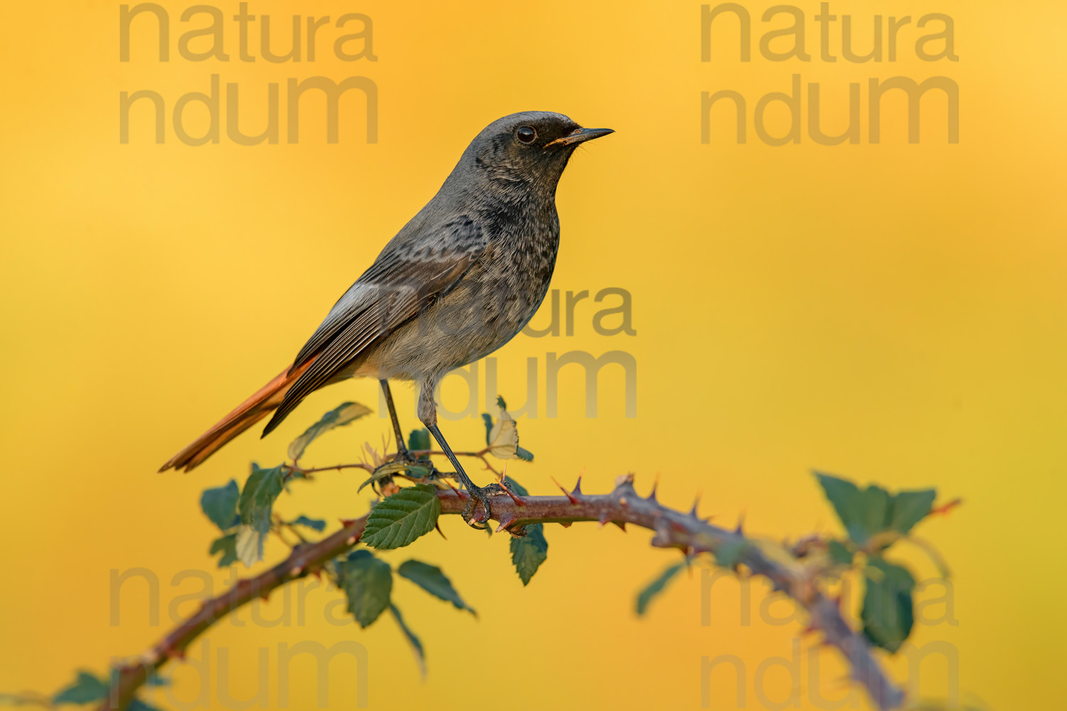 Foto di Codirosso spazzacamino (Phoenicurus ochruros)