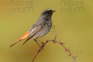 Foto di Codirosso spazzacamino (Phoenicurus ochruros)