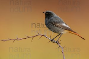 Photos of Black Redstart (Phoenicurus ochruros)